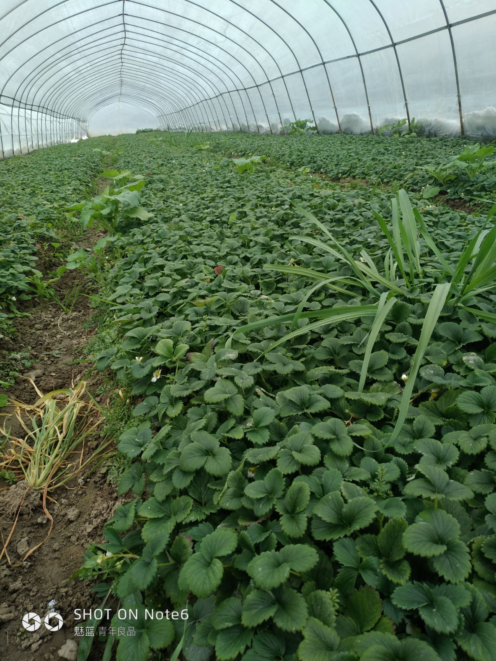 红颜草莓苗 20~30公分 地栽苗 