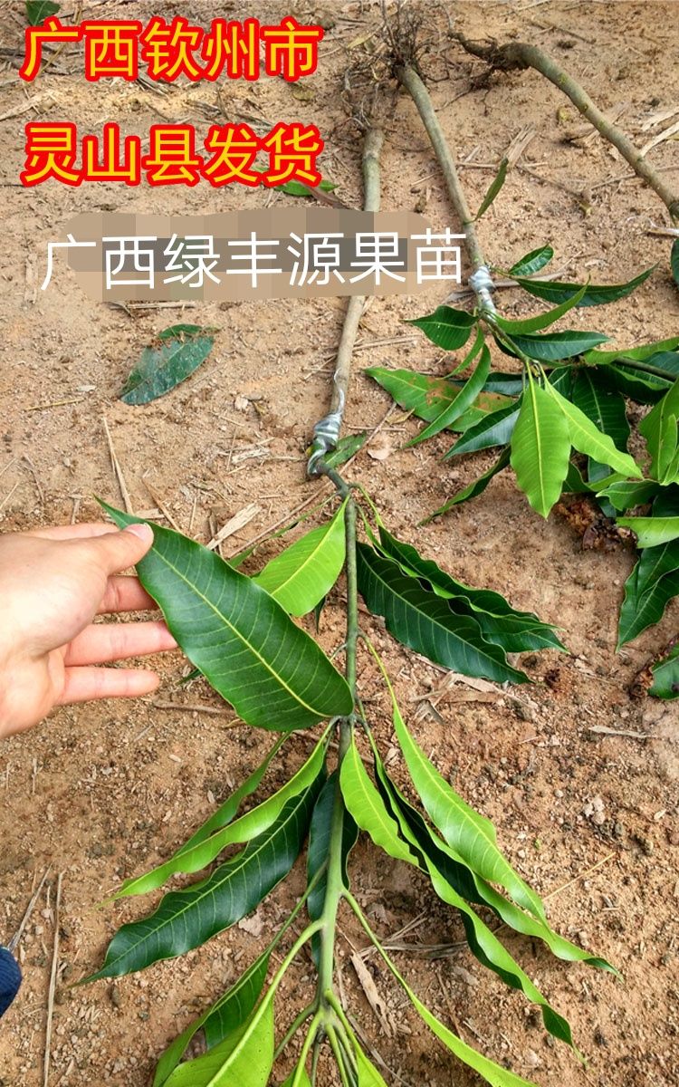 桂七芒果苗  根系發(fā)達，嫁接苗結(jié)果早產(chǎn)量高