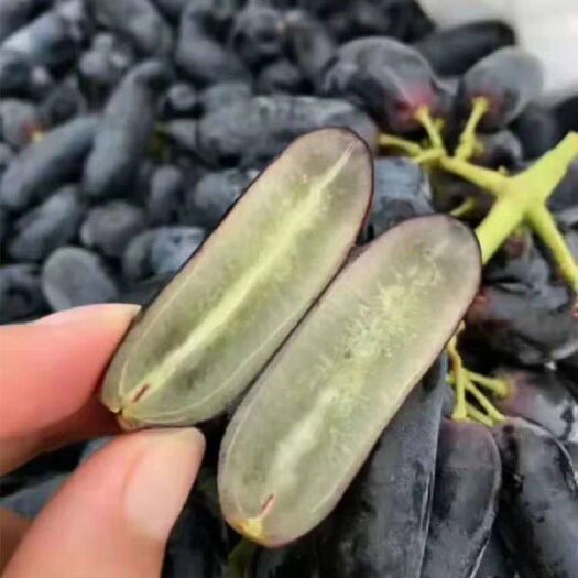 平邑县蓝宝石葡萄苗 