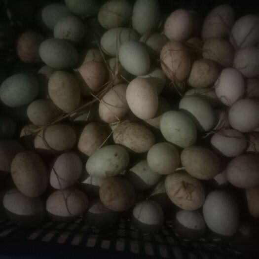 抚州土鸭蛋 孵化 箱装 