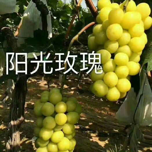 阜新县蓝宝石葡萄苗 