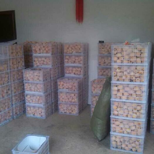 云霄县早钟六号枇杷 1两以上 