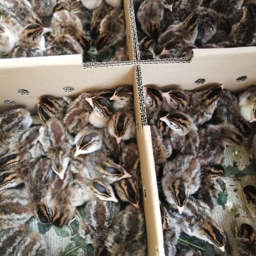 南宁珍珠鸡苗 出壳苗统货