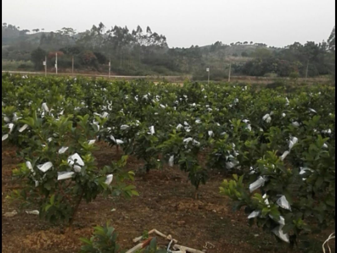 红心芭乐 250-300克 