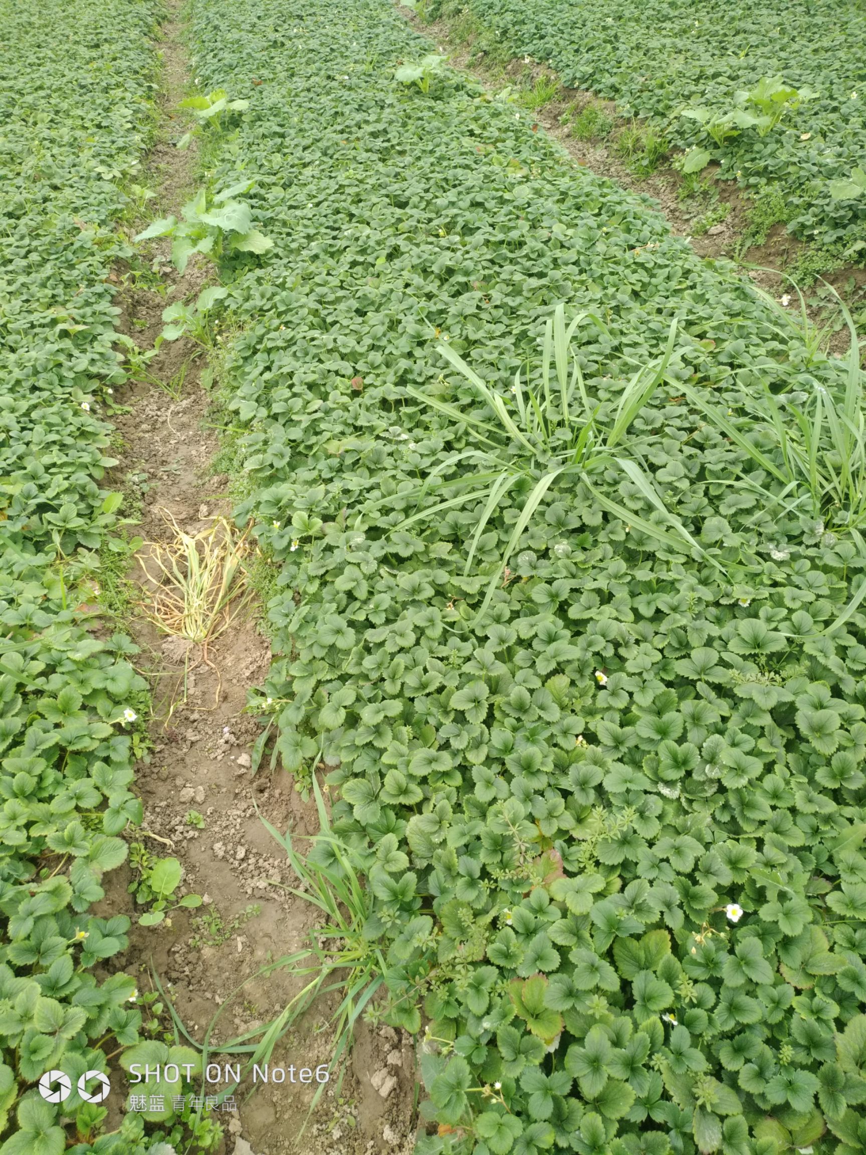 红颜草莓苗 20~30公分 地栽苗 