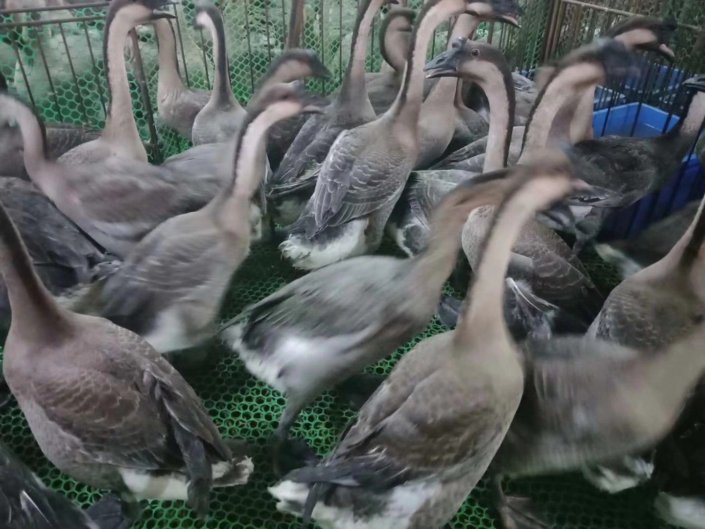 黑棕鹅哪里有卖 - 黑棕鹅货源 -黑棕鹅图片\/价格