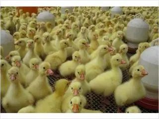 郓城县 常年提供优质鹅苗