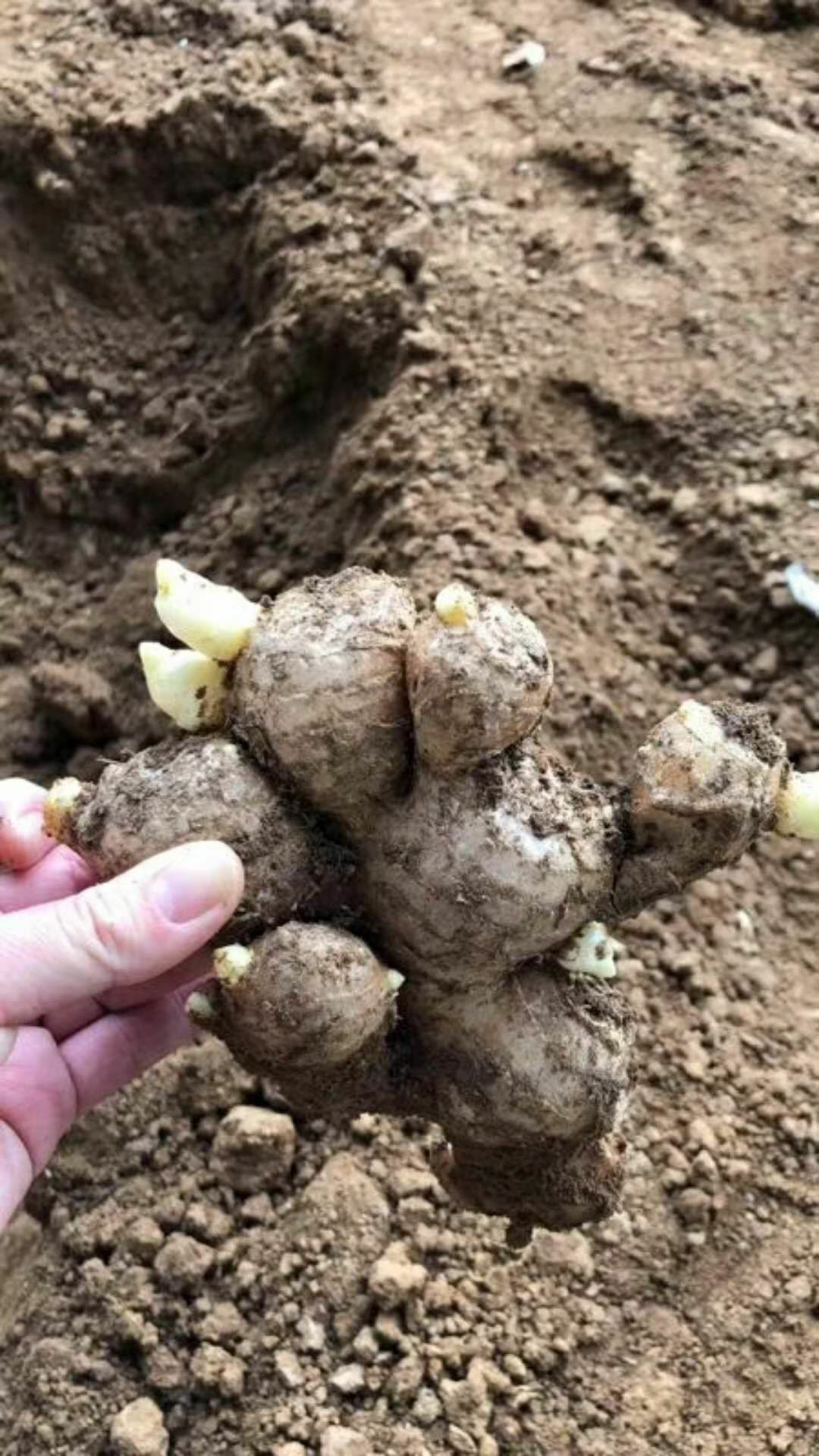 大黄姜 山东优质姜种产地批发