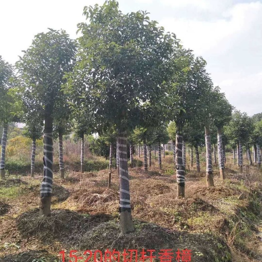 益阳 香樟