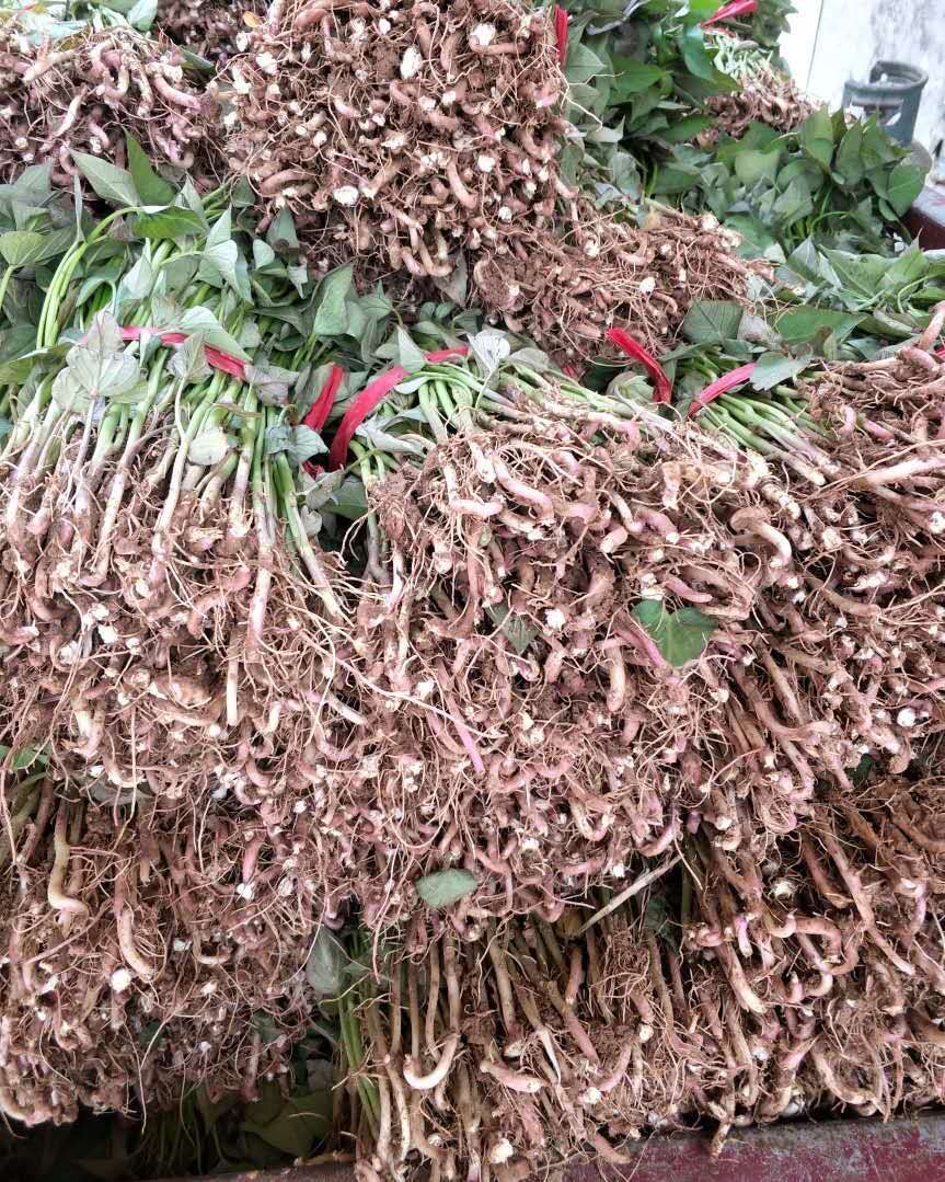 商薯19红薯苗 根大苗红