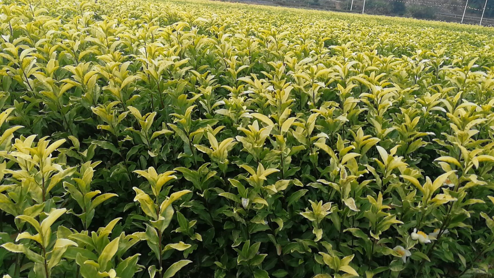 黄金芽茶苗  黄金芽茶树苗冬插黄茶黄金叶福建苗场 基地直销