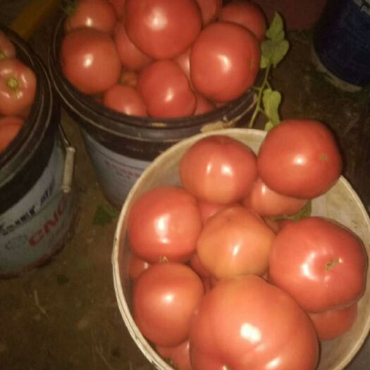 硬粉番茄苗 六叶一心 