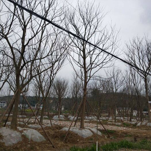 绵阳小叶朴 抢货，要的速度
