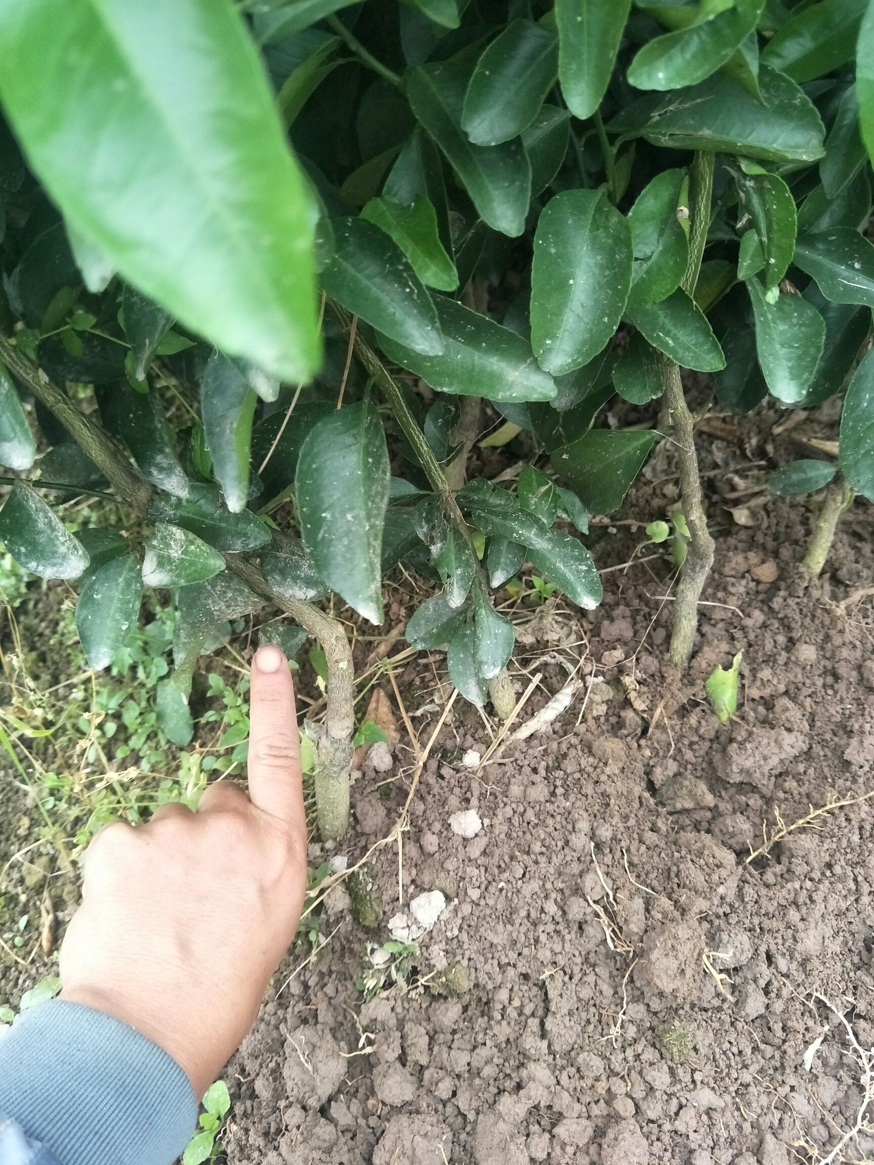 砂糖橘苗 嫁接苗 0.5~1米 
