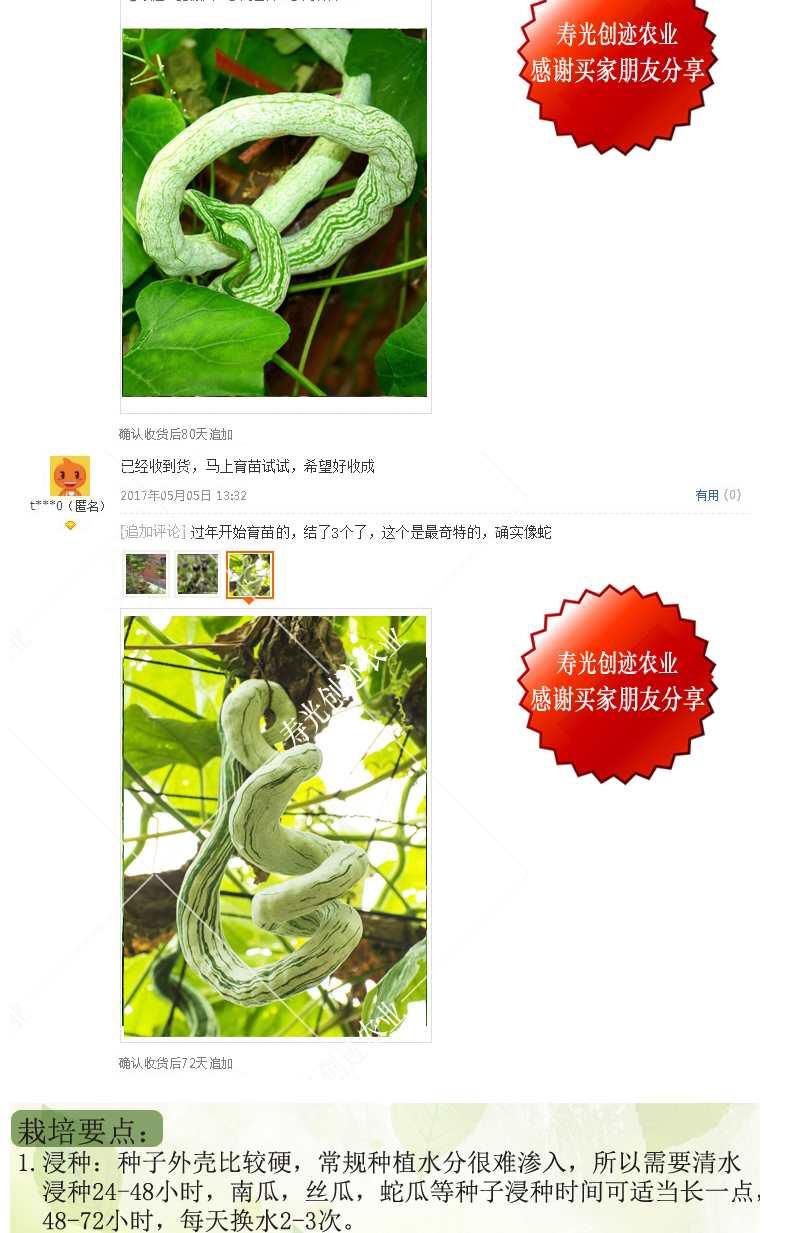 蛇瓜 特长蛇豆种子