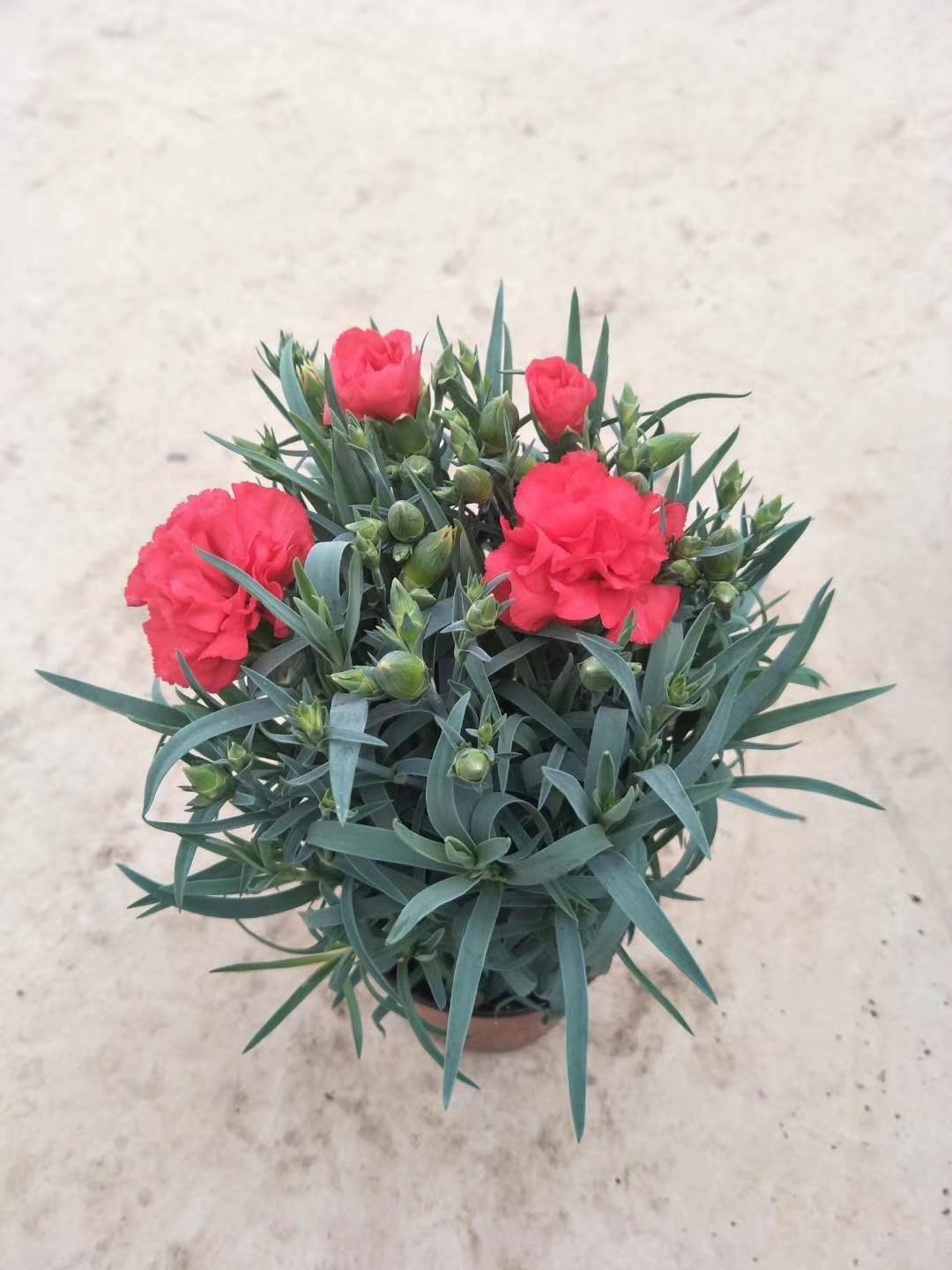 康乃馨  云南基地直销小苗鲜切花种苗四季开花混色批发