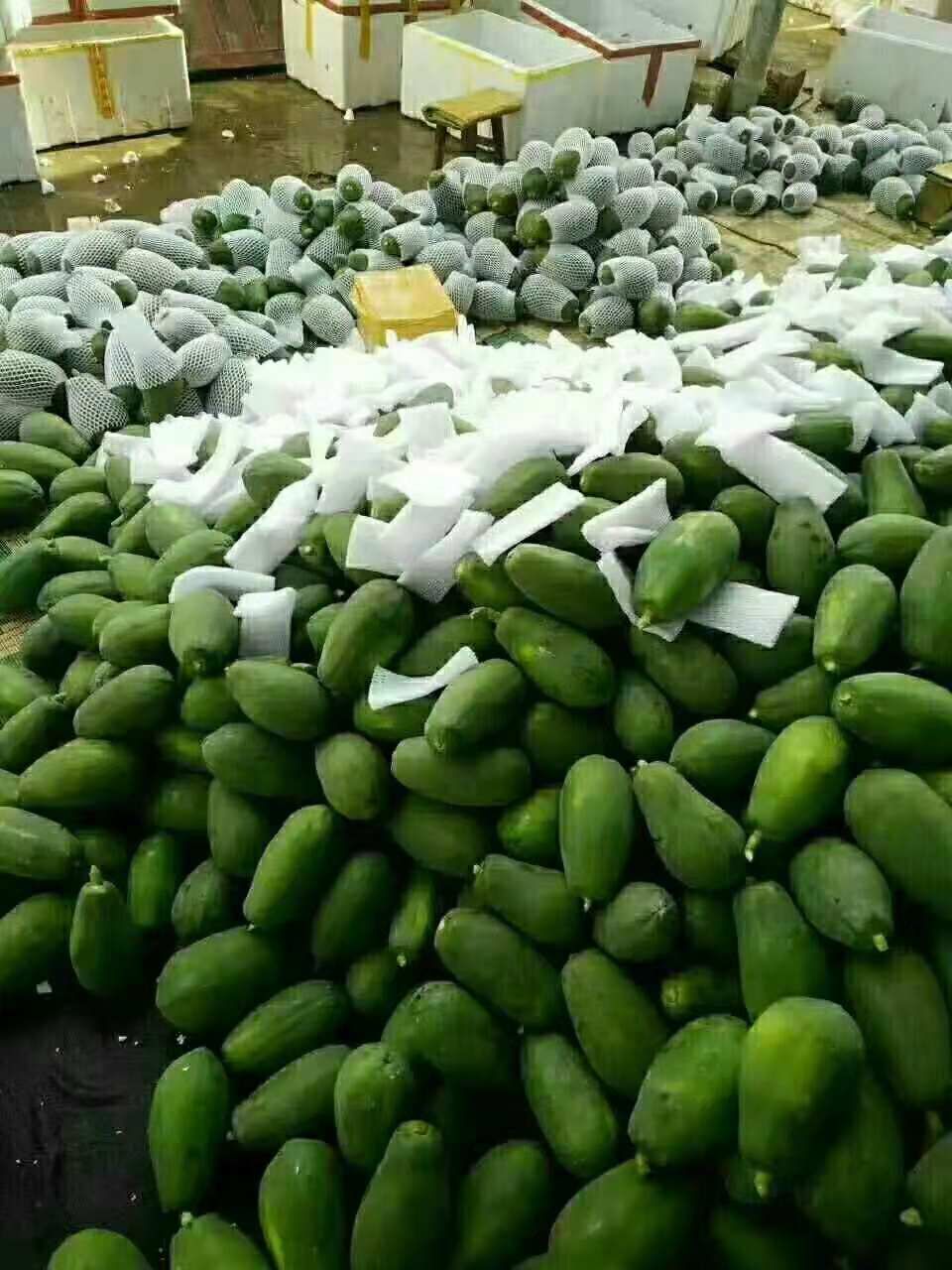  广西冰糖红心木瓜9斤包邮牛奶青木瓜应季新鲜水果批发香甜多汁