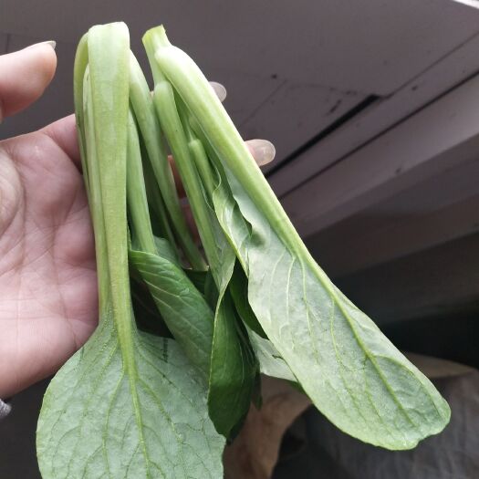 连云港黑叶小白菜 8 ~10cm 
