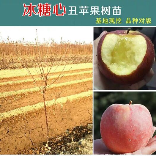 平邑县 冰糖心苹果树苗，嫁接苗，甜度高，现挖发货，根系发达，成活率高
