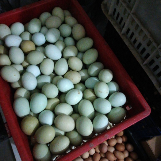 滨海县绿壳鸡蛋 简包装 食用