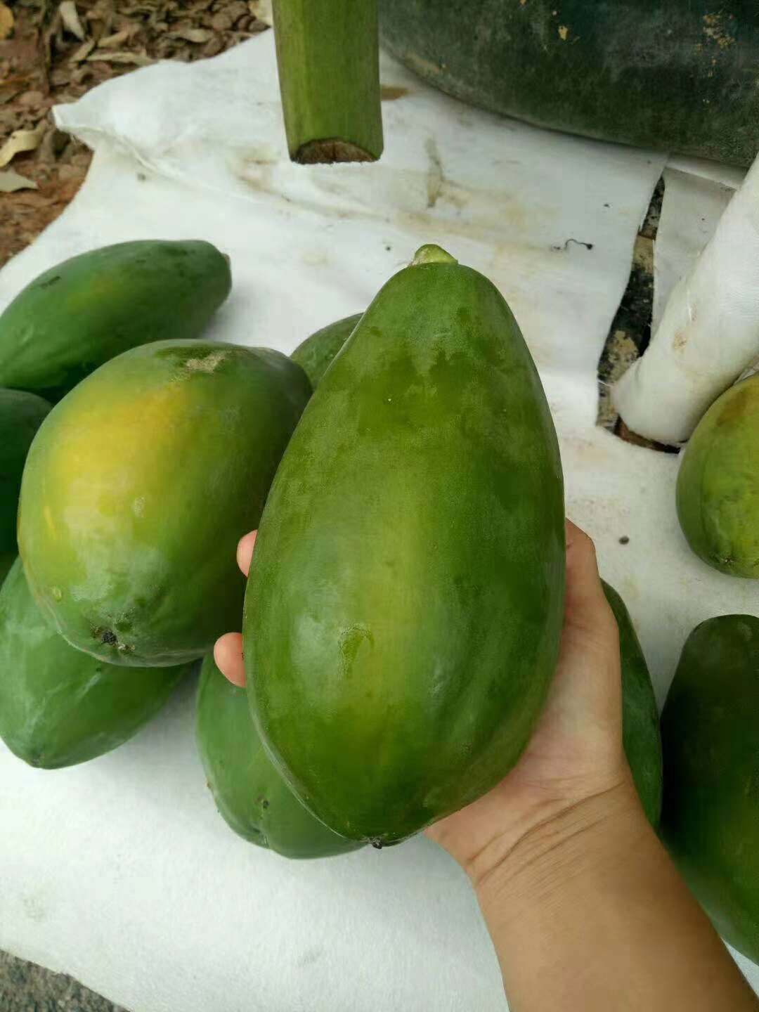  广西红心木瓜冰糖心牛奶青木瓜新鲜水果现摘批发1.5-2斤规格