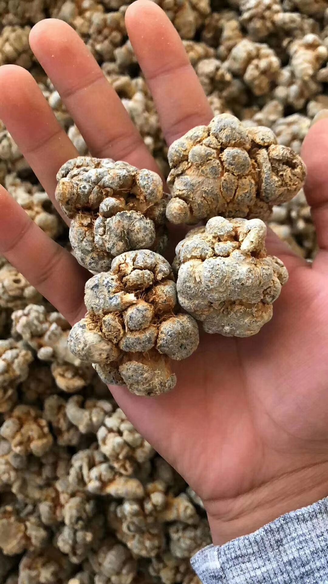 文三七 