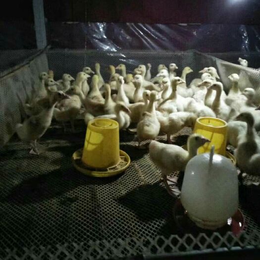 阳信县三花杂交鹅苗 