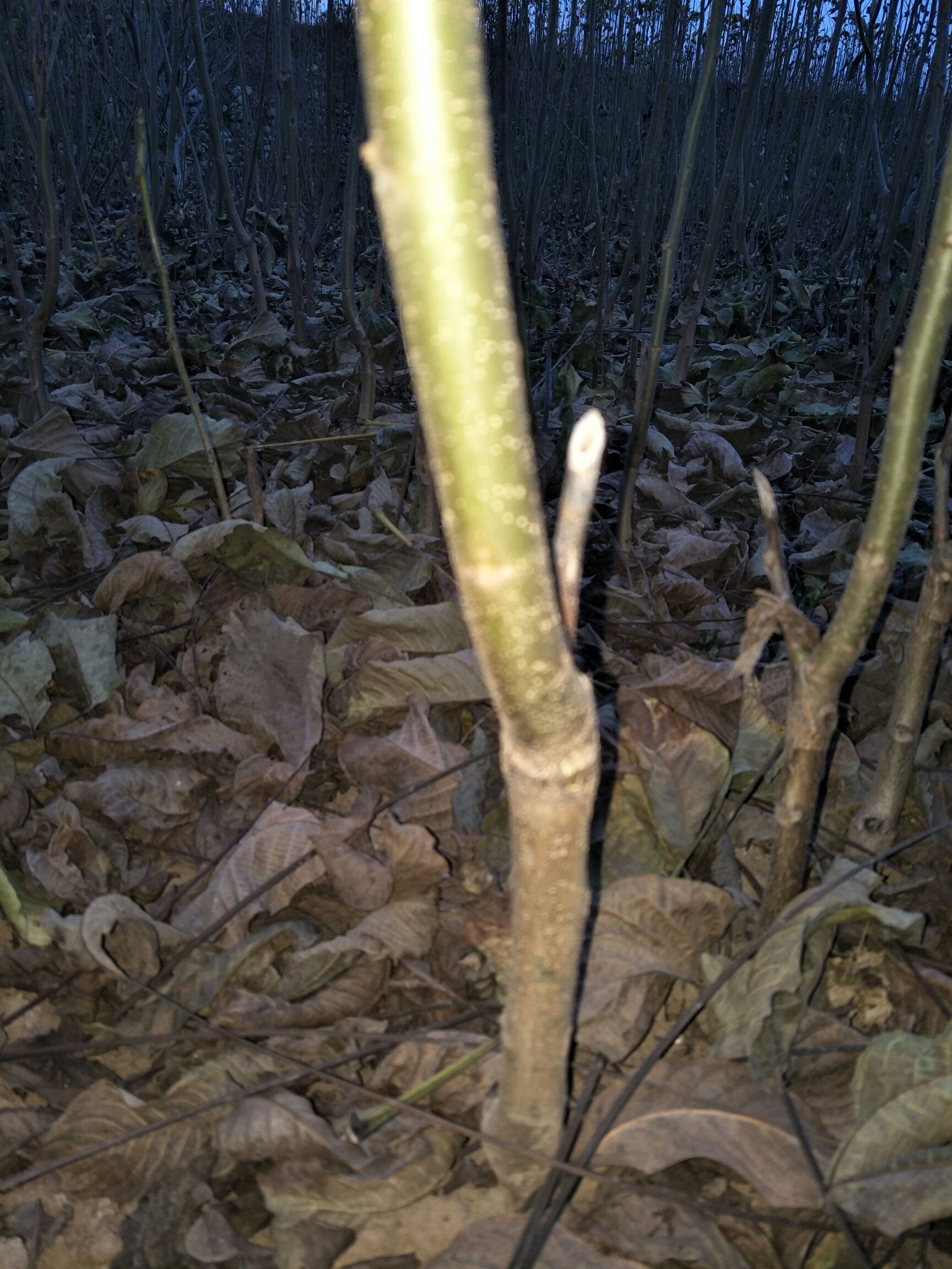  核桃苗 8518核桃苗 香玲核桃苗 品种优良 根系发达