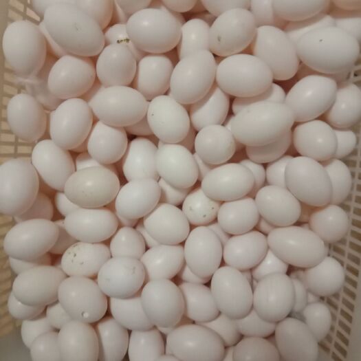 衢州肉鸽蛋 散装 食用