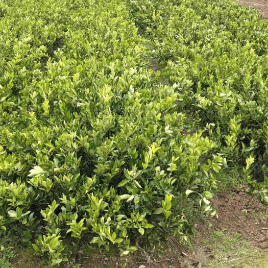 永兴县冰糖橙树苗 嫁接苗 0.5~1米 