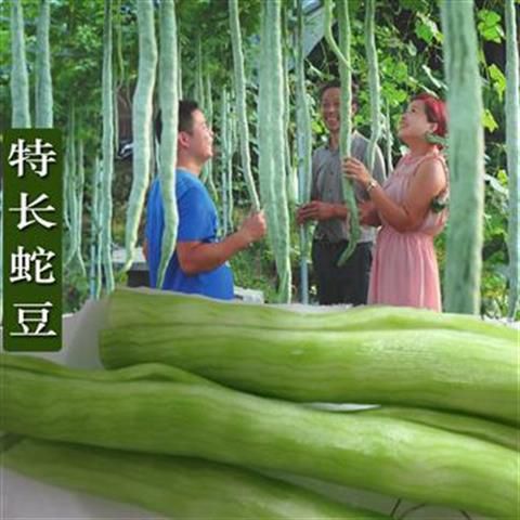 南昌县蛇瓜 特长蛇豆种子