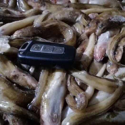 荣成市饲料鱼 