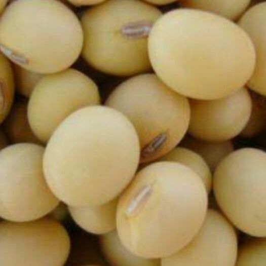 克山县黄大豆 生大豆 2等品