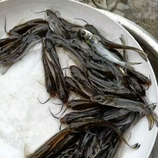 东莞市斑点叉尾鮰苗 