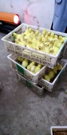 郓城县 常年提供优质鹅苗，提供技术，免费搭建温棚，免费送开口料，