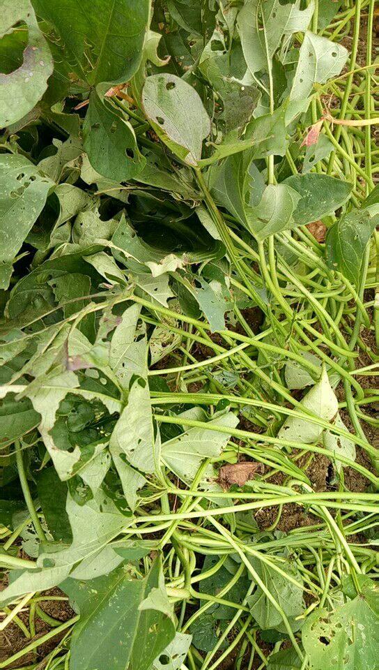 西瓜红红薯苗 15~25cm 