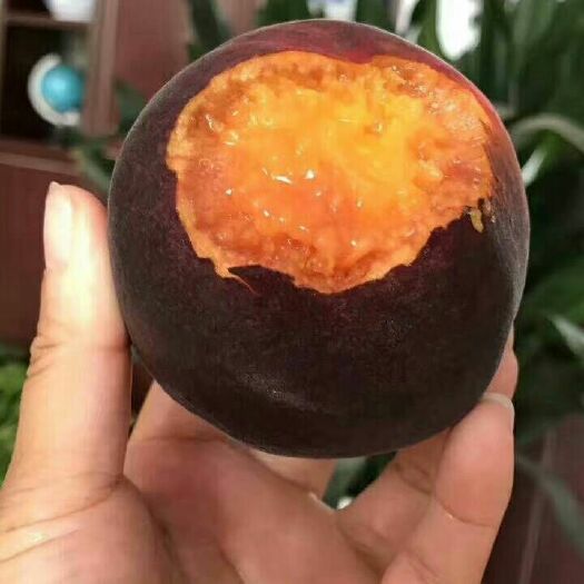 泰安齐鲁巨红桃  桃苗黑桃苗 黑桃皇后