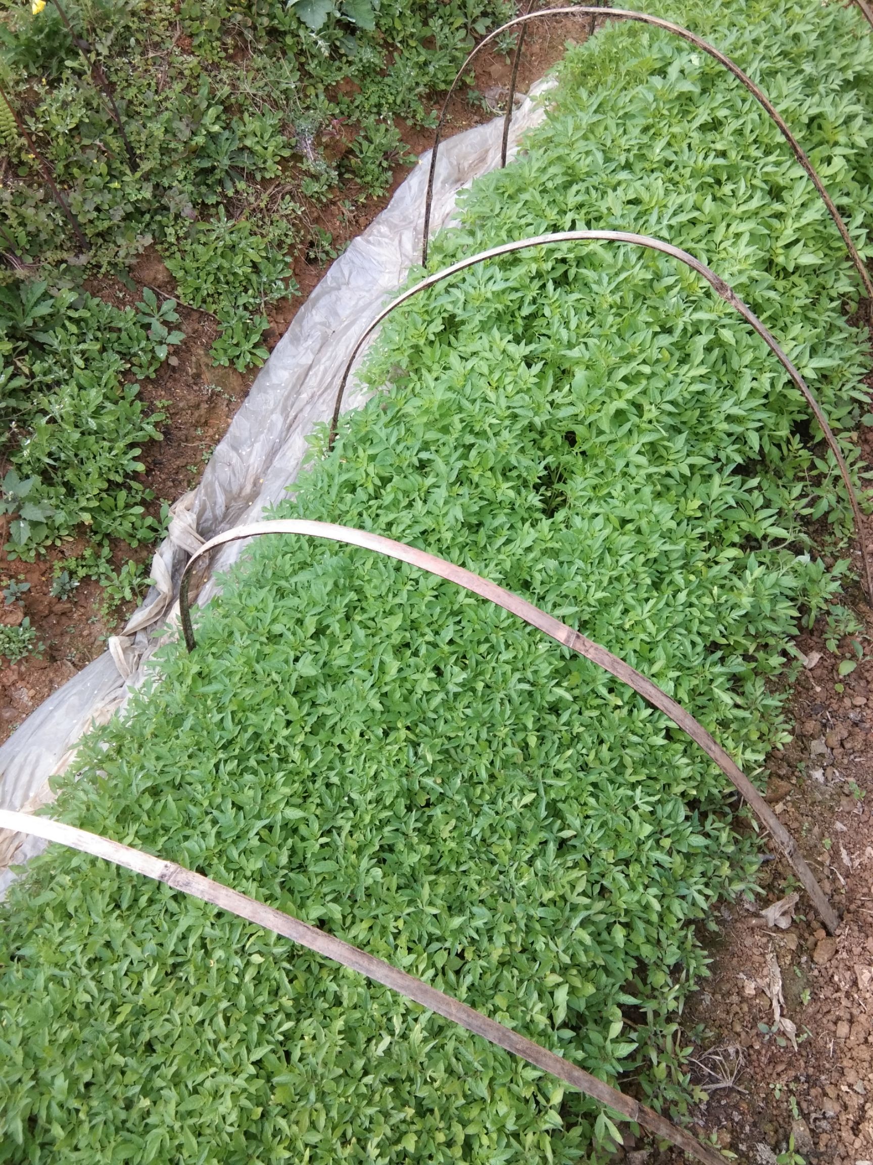 大粉番茄苗 四两叶一心 