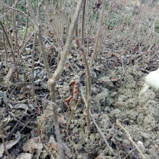 宁强县猕猴桃实生苗 实生苗 