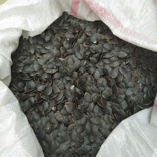 南华县黑金刚 袋装 