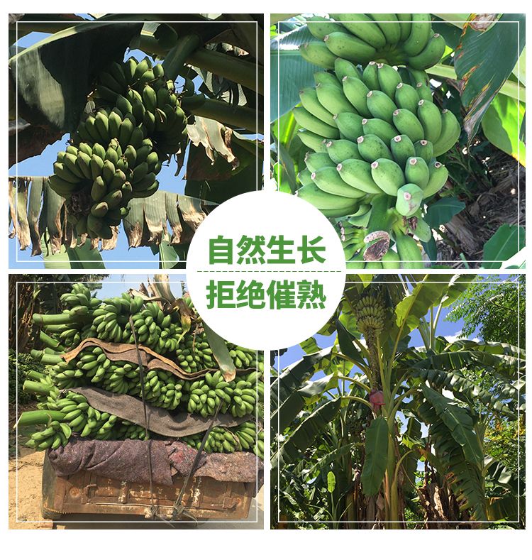  广西小米蕉9斤净重包邮新鲜酸甜香蕉水果非芭蕉皇帝蕉粉蕉批发