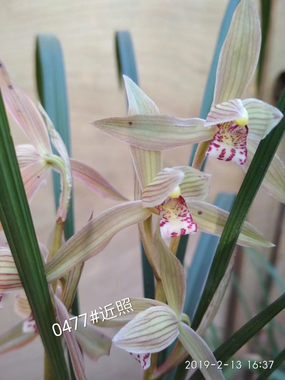 兰花优选春剑兰花