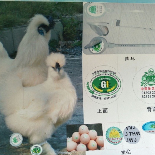 泰和县乌骨鸡种蛋 箱装 孵化