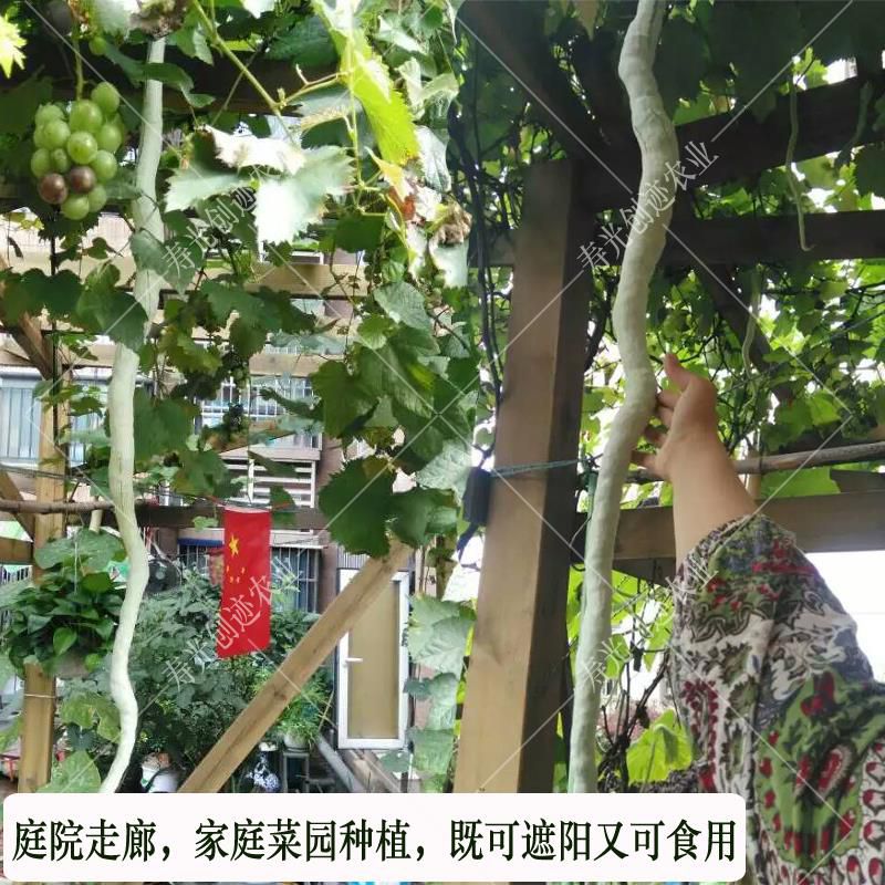 蛇瓜 特长蛇豆种子