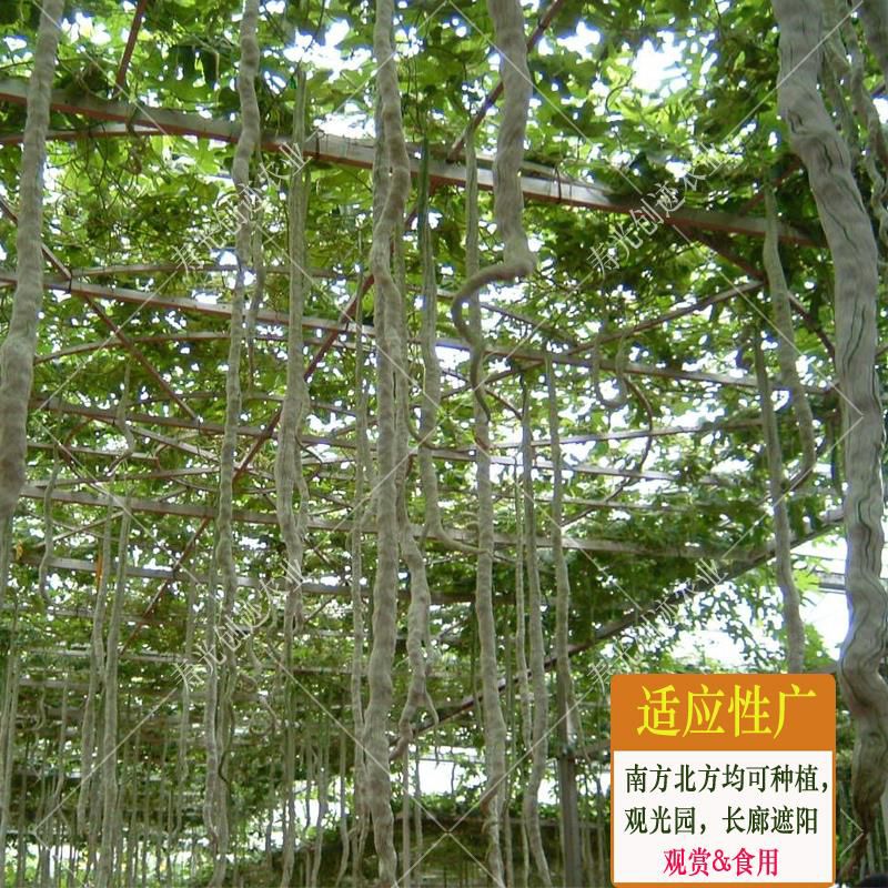 蛇瓜 特长蛇豆种子