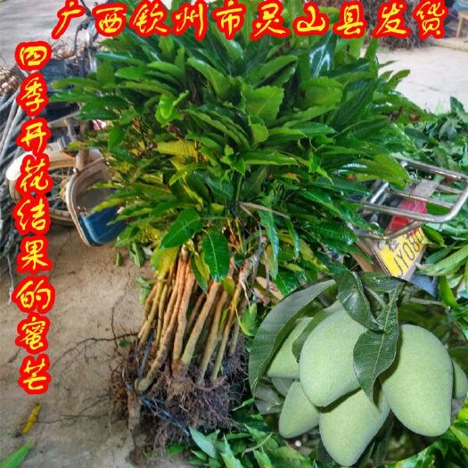 灵山县四季芒果苗 一年多次结果，嫁接两年苗