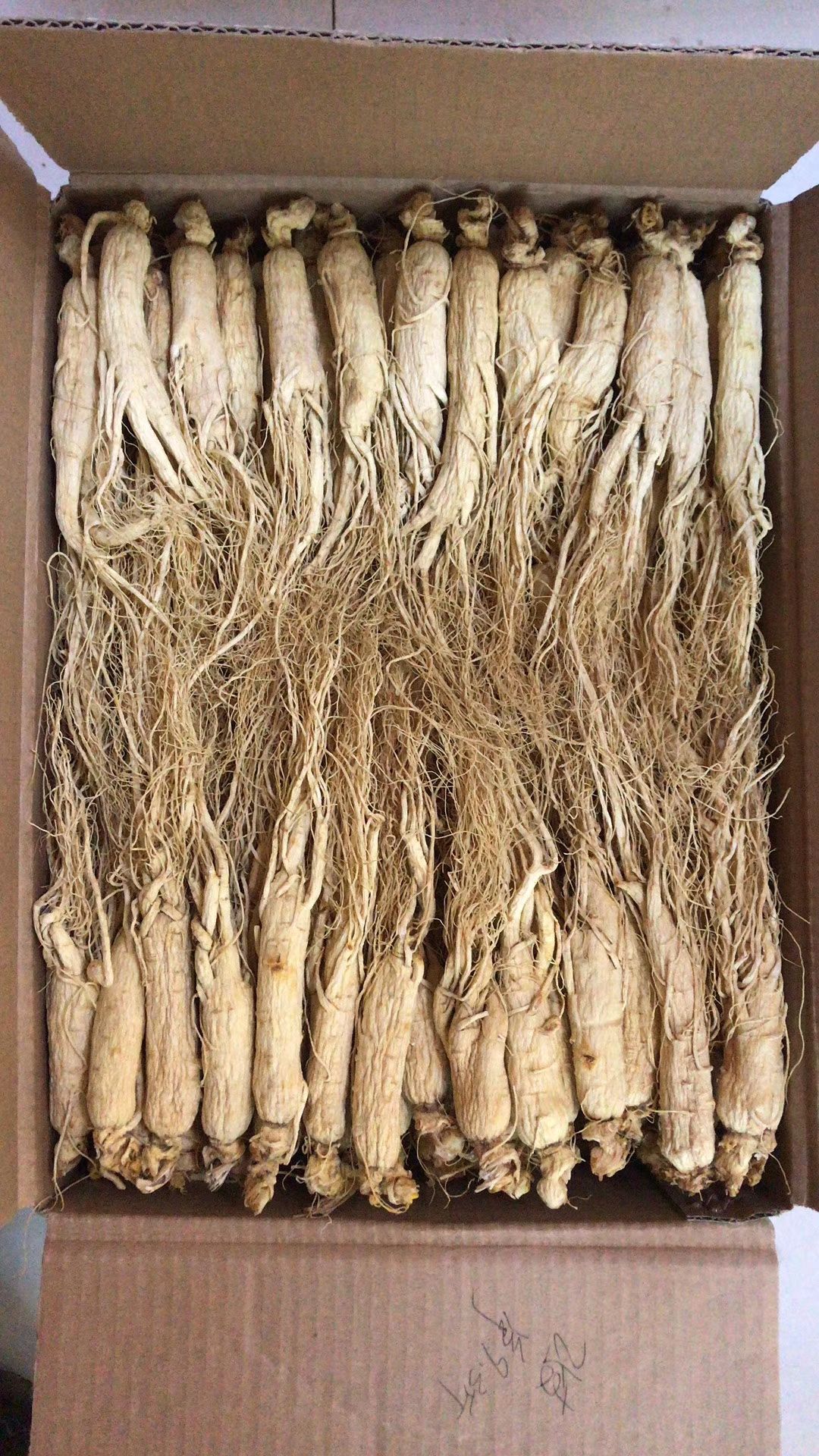 长白山人参 全须生晒参