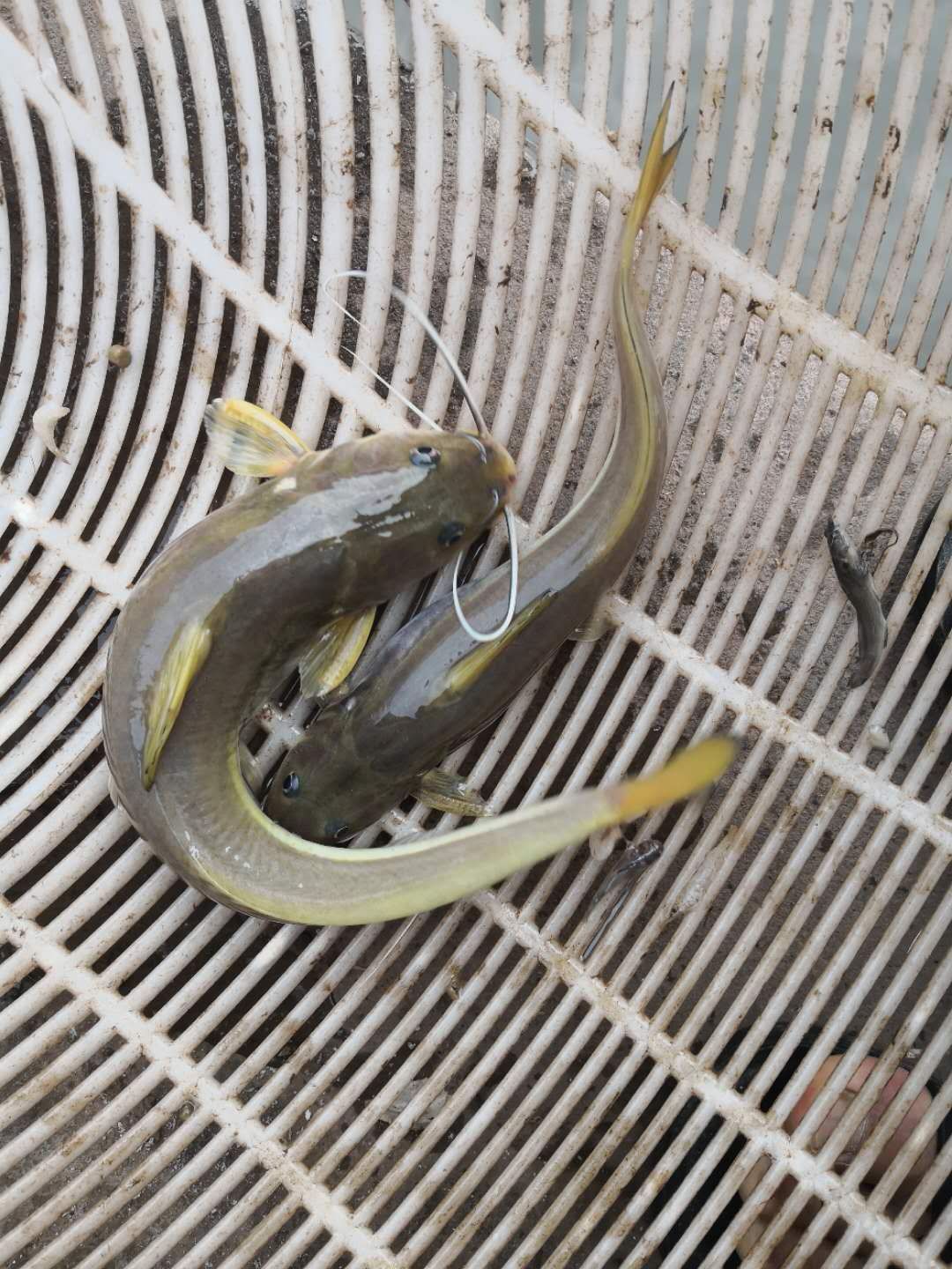 重庆江团鱼苗 