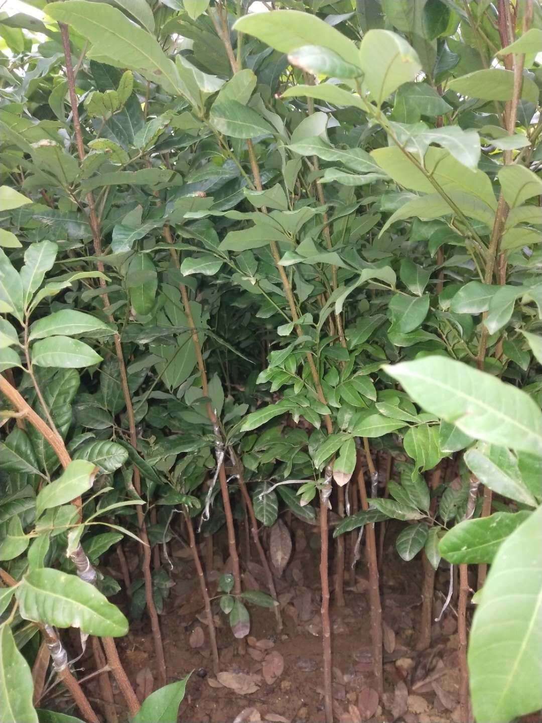  石硖龙眼苗储良龙眼苗桂圆苗四季龙眼苗