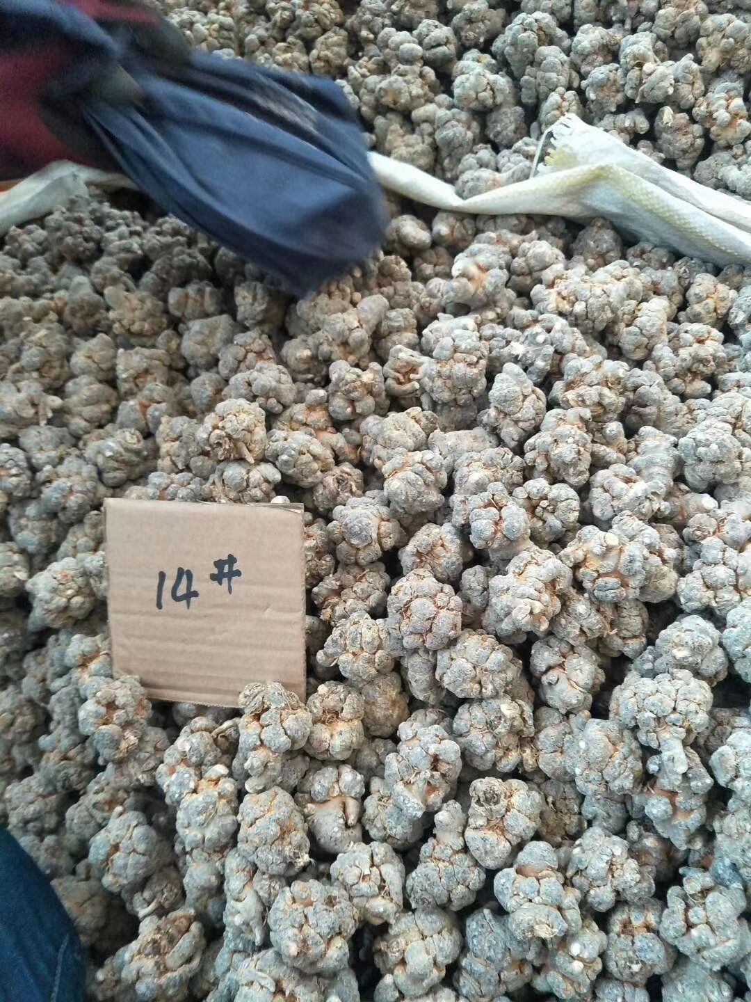 文三七 